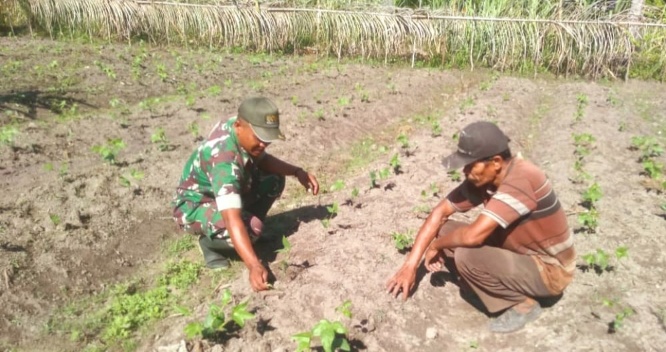 Babinsa Koramil 12/Sry Komsos Sekaligus Pendampingan Warga Petani Kacang Panjang