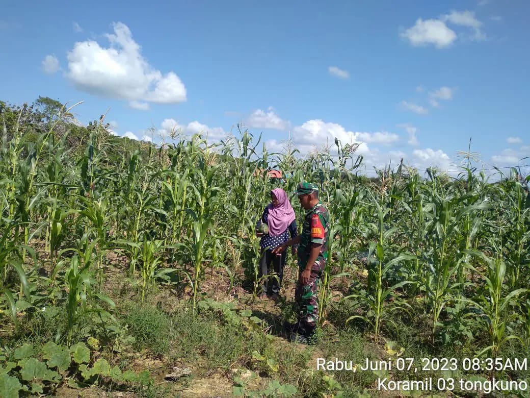 Babinsa Koramil 1416-03/Tongkuno Kodim 1416/Muna Dampingi Petani Bercocok Tanam