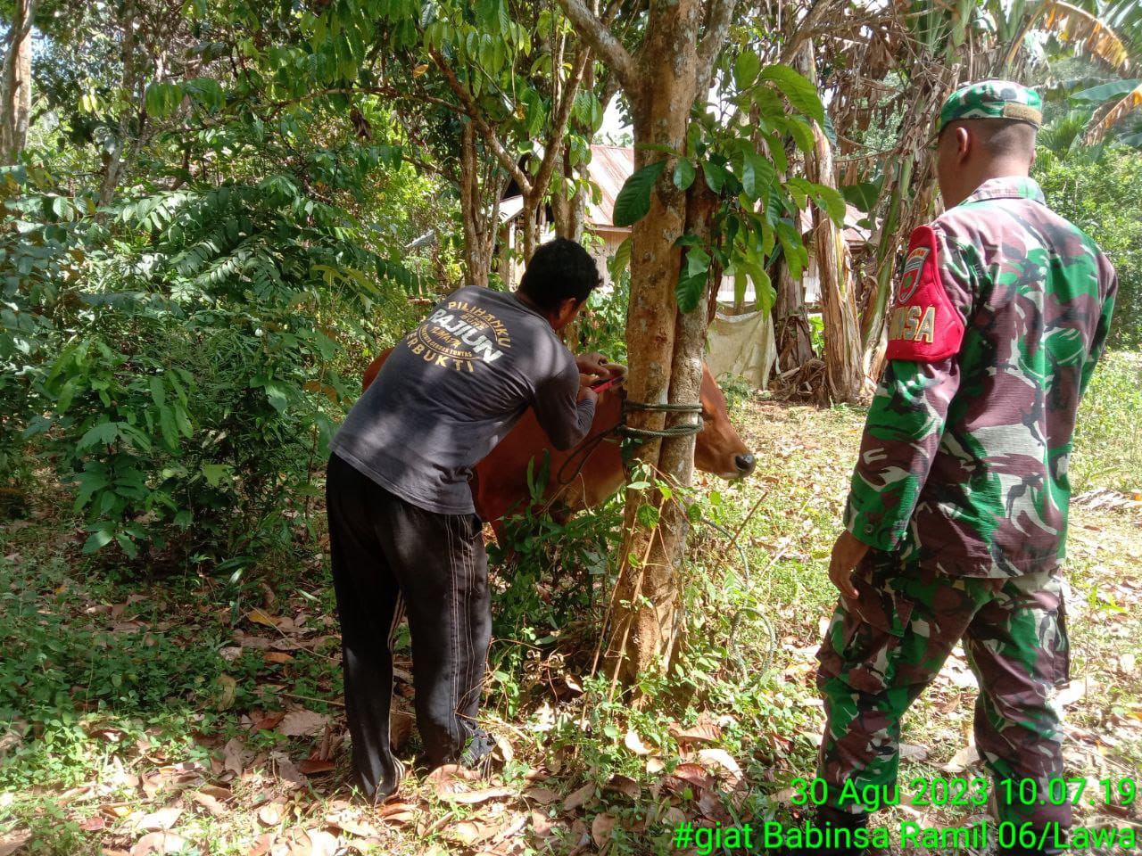 Bahaya Penyakit PKM Pada Ternak,Babinsa Koramil 1416-06/Lawa Cek Kesehatan Sapi Warga Binaanya