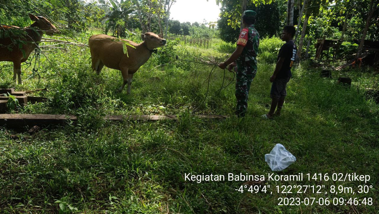 Cegah PMK,Babinsa Koramil 1416-02/Tikep Kodim 1416/Muna Lakukan Pemeriksaan Terhadap Hewan Ternak Warga