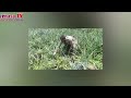 Cybernasa TV - Dadi Junaedi Kp.Cicepot Desa Tambakan Kini Sedang Panen Nanas,Siap Menerima Pesanan Bagi Yang Membutuhkan