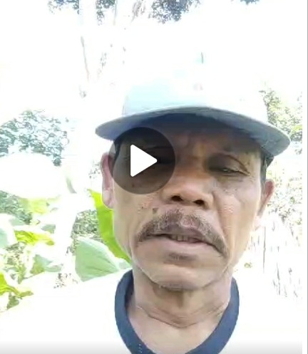 CYBERNASA TV : Petani milenial sedang ngobat dan memupuk pohon tembakau