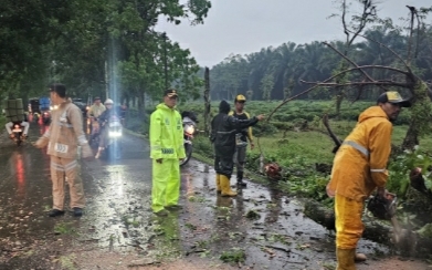 Cybernasa TV - Pohon Tumbang Kembali Terjadi,Kapolsek Jalan Cagak Turun Langsung Evakuasi