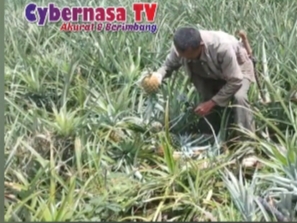 Dadi Junaedi Kampung Cicepot Desa Tambakan Kini Sedang Panen Nanas,Siap Menerima Pesanan Bagi Yang Membutuhkan