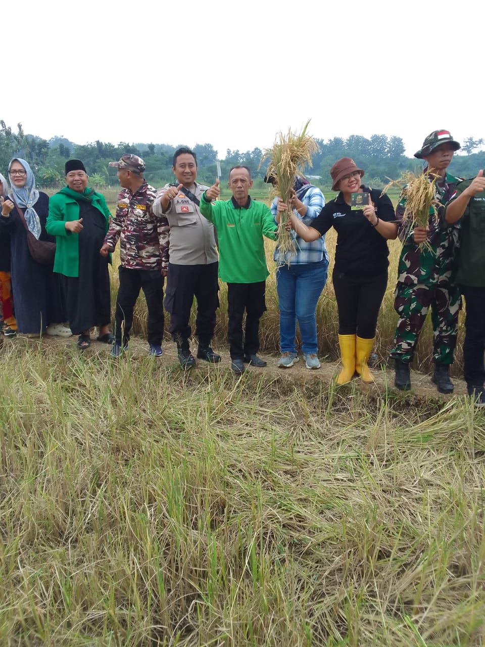 Dilahan Binaan Di Desa Tanjungwangi Kecamatan Cijambe Subang Gertasi Gelar Panen Perdana