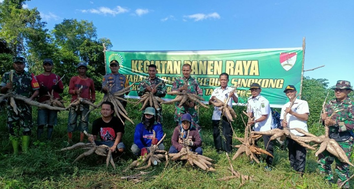 Dorong Program Ketahanan Pangan, Dandim Sidrap Bersama Forkopimcam Panen Raya Singkong