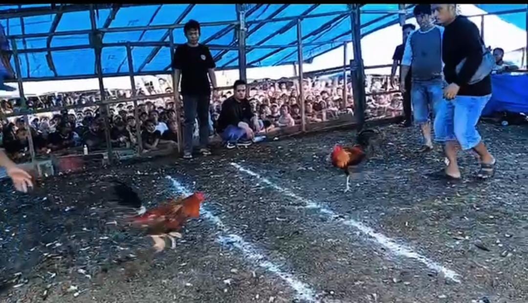 Gabungan Polisi Dan TNI Tindak Arena Sabung Ayam Di Morowali