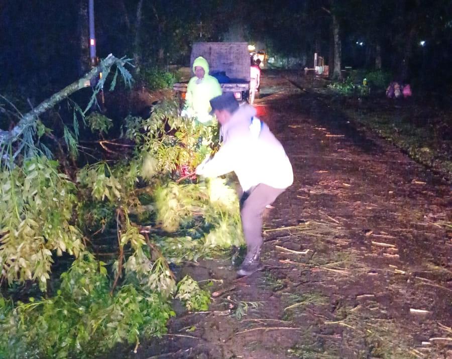 GERCEP! POLSEK JALAN CAGAK BERSAMA BPBD EVAKUASI POHON TUMBANG LALULINTAS KEMBALI NORMAL