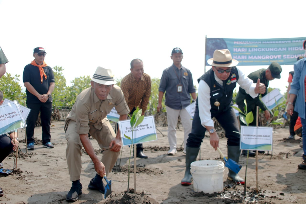 HARI LINGKUNGAN HIDUP, KANG JIMAT DAN KANG EMIL LAKSANAKAN TANAM MANGROVE ATASI ABRASI