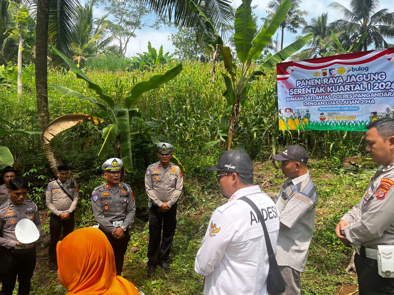 Hasil Panen Sesuai Harapan , Garapan Kebun Jagung Binaan Satlantas Polres Pangandaran Sukses Dukung Program Swasembada Pangan Daerah