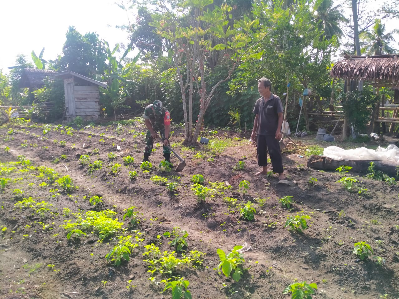 Jaga Kesuburan Tanaman Cabe, Babinsa Koramil 05/Idr Bantu Petani Rawat Petani Cabe Dan Pembersihan Gulma