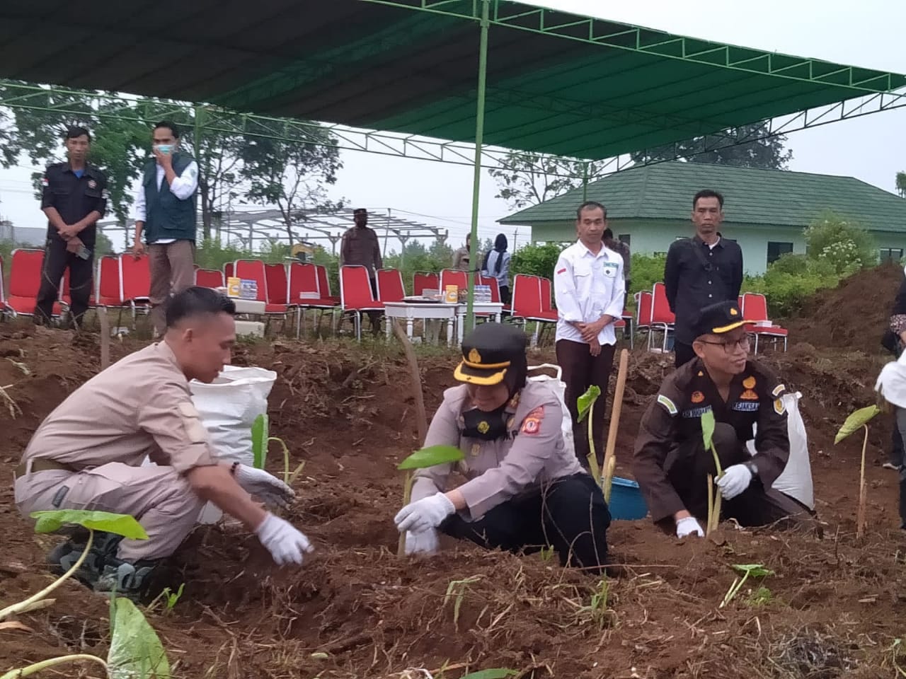 Jaga ketahanan Pangan, Kapolres Subang Tanam Ribuan Pohon talas di Desa Palasari