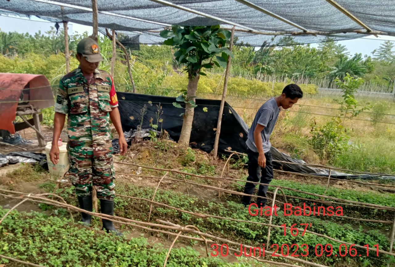 Ketahanan Pangan,Banbinsa Koramil 1416-01Katobu Kodim 1416/Muna Lakukan Pendampingan Petani Cabe