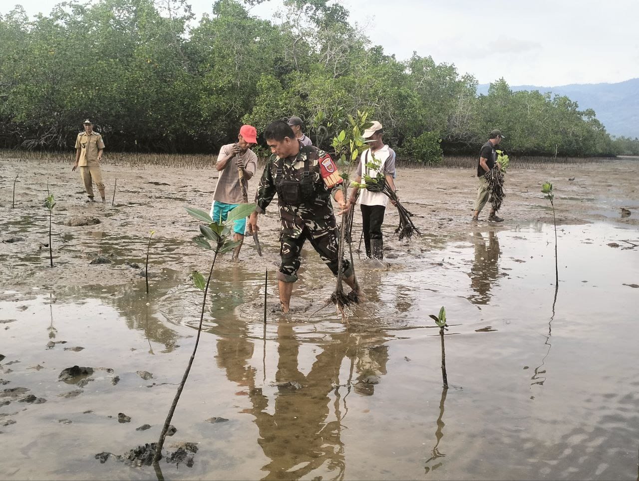 Kodim 1430/Komut tanam pohon mangrove untuk cegah abrasi di Desa Pasir Putih