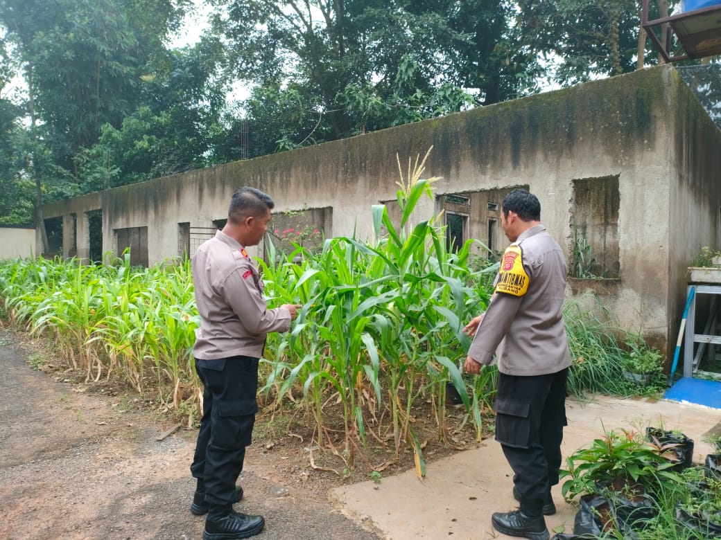 Pemanfaatan Lahan Disekitar Mako Polsek Dalam Rangka Ketahanan Pangan