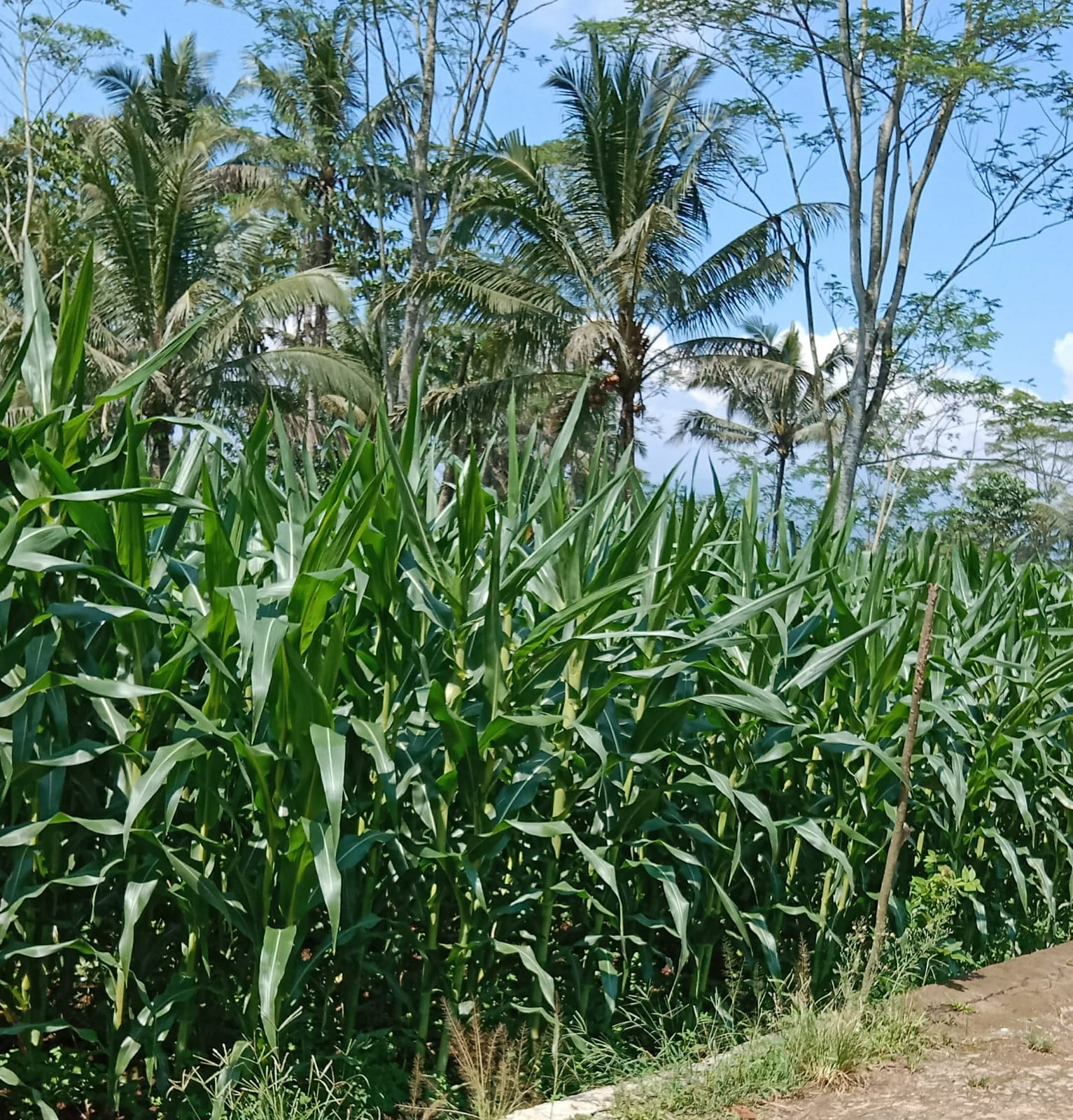 Penyuluh Pertanian terkesan Menghilang   Petani Jalan Sendiri: Kualitas dan Kuantitas Panen Taruhannya....??