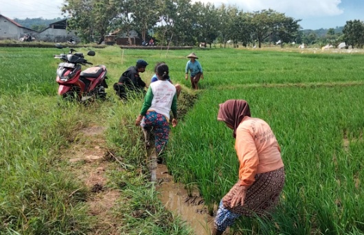 PERSONIL SAT BRIMOB POLDA JABAR DUKUNG DAN BINA PARA PETANI DI DESA KAMPUNG TANGGUH