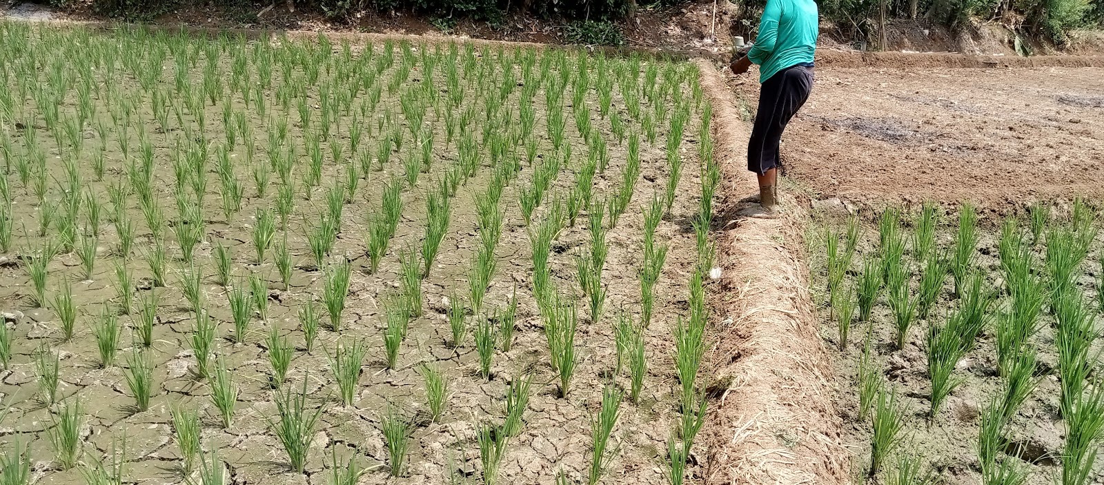 Petani Blok Sawah Haur Desa Cidadap Keluhkan Kesulitan Air untuk Mengairi Tanaman Padi