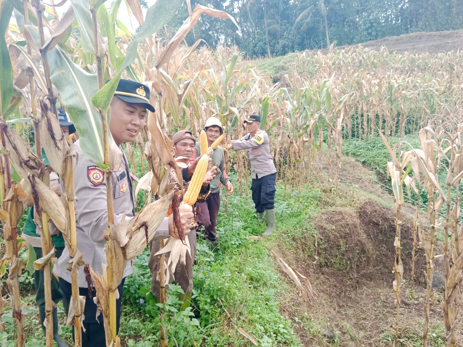 POLSEK JALAN CAGAK PANEN JAGUNG HIBRIDA DUKUNG PROGRAM KETAHANAN PANGAN NASIONAL
