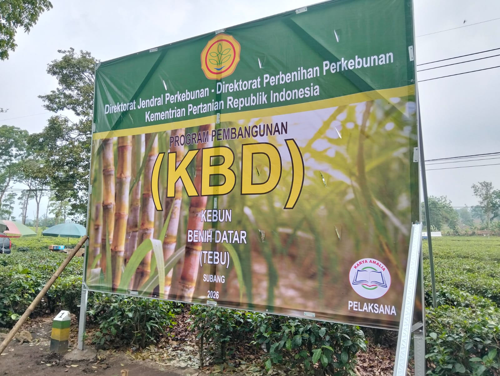 Program Kebun Benih Datar Tebu Upaya Pemerintah Dalam Mempercepat Swasembada Gula Nasional