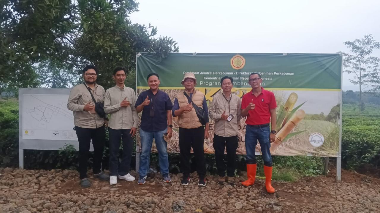 Program Penananam Pembibitan Tebu Sudah Berjalan 90 Persen Dirut BMN Tegaskan Para Pekerja Berdayakan Petani Lokal Proses Awal Penanaman Dan Pemeliharaan