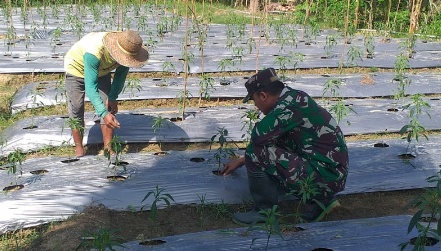 Serda Agus Suratno Babinsa Koramil 04/Plk Bersama Petani Pantau Pertumbuhan Tanaman Cabe