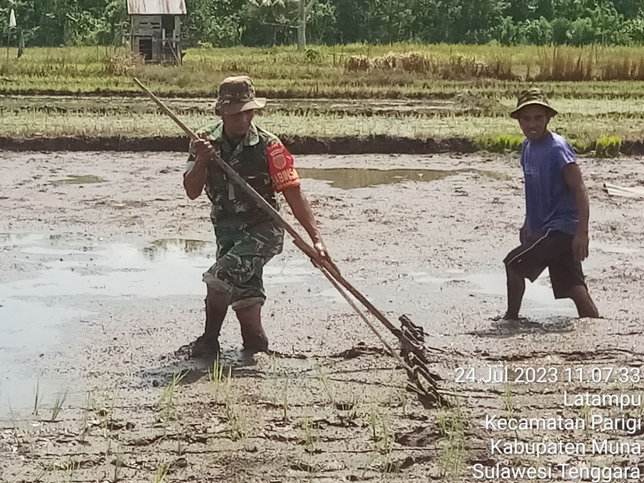 Upaya TNI Mendukung Program Swasembada Pangan,Babinsa Koramil 1416-04/Kabawo Bantu Petani Menanam Padi