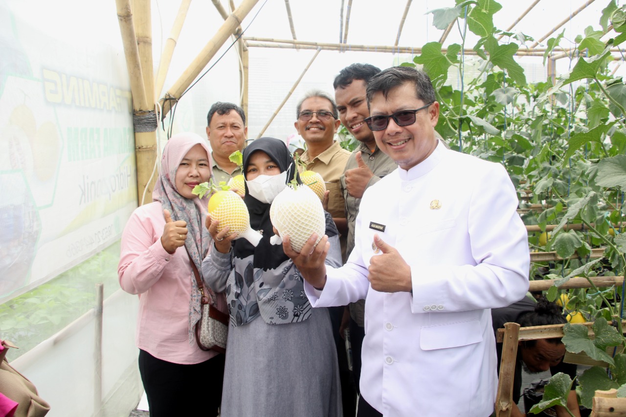 Wakil Bupati Subang memanen buah melon yang dibudidayakan  petani Milenial Subang